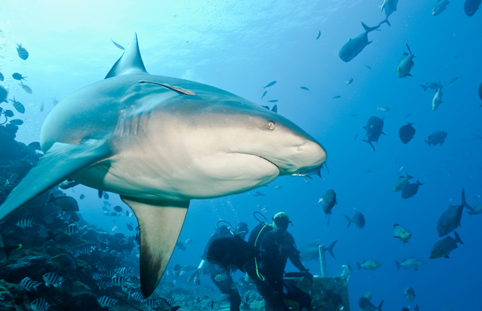  Encara o perigo de frente durante um mergulho destemido com tubarões na Reserva Marinha de Shark Reef 