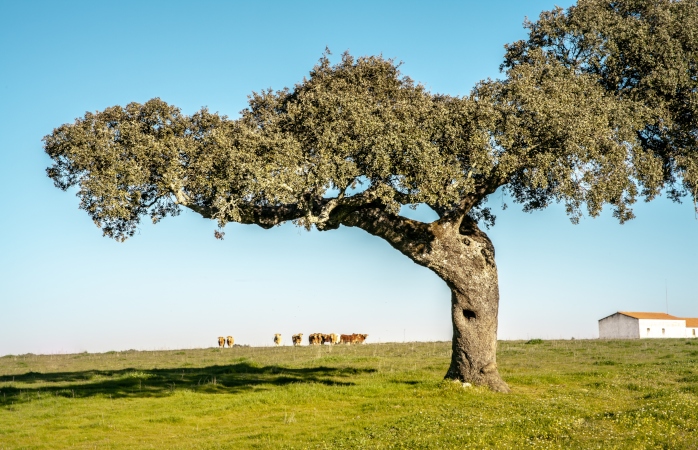 Uma das paisagens características do Alentejo.