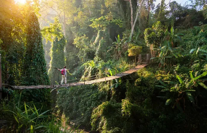 Backpacker on suspension bridge in rainforest