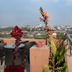 Varanda